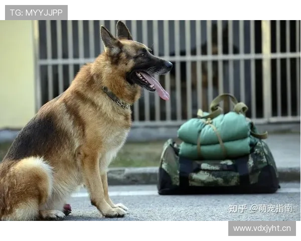 迪巴拉家的狗吃的都比我一个月工资还贵